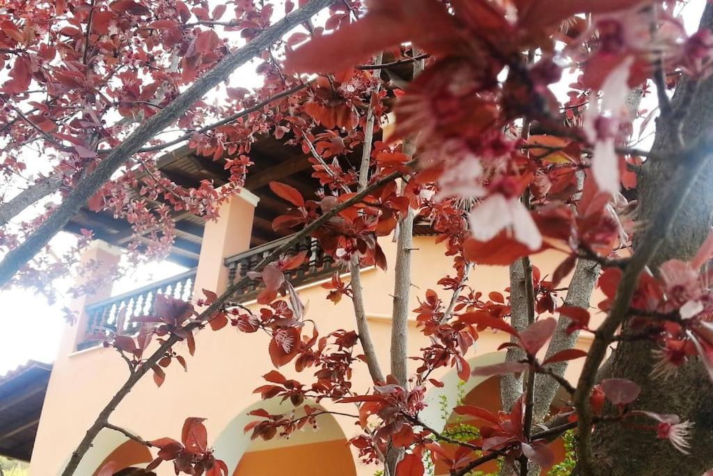 Villa Tethys Mountain Resort Zakas ภายนอก รูปภาพ